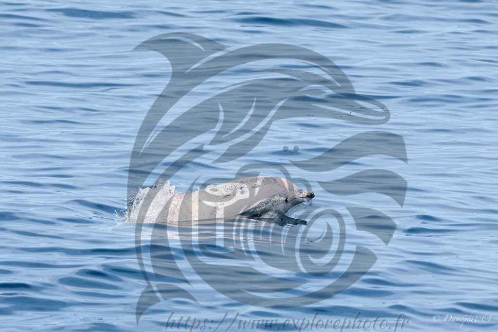 Dauphin Blanc, Gallack